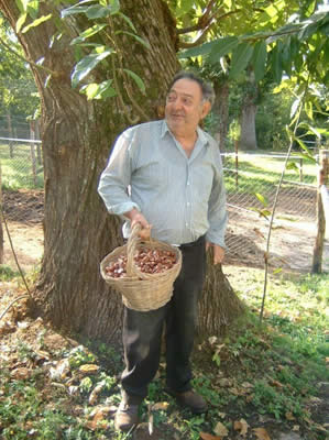 La raccolta delle Castagne